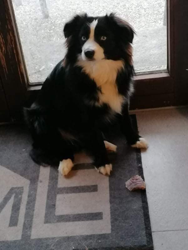 Ein schwarz-weißer Hund sitzt auf einer Fußmatte.