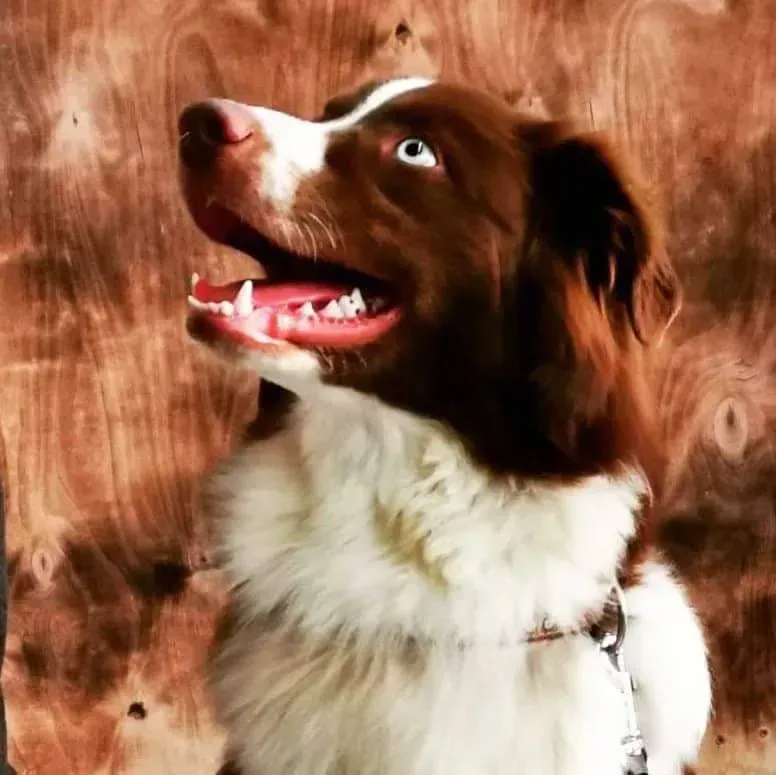 Ein braun-weißer Hund mit offenem Maul