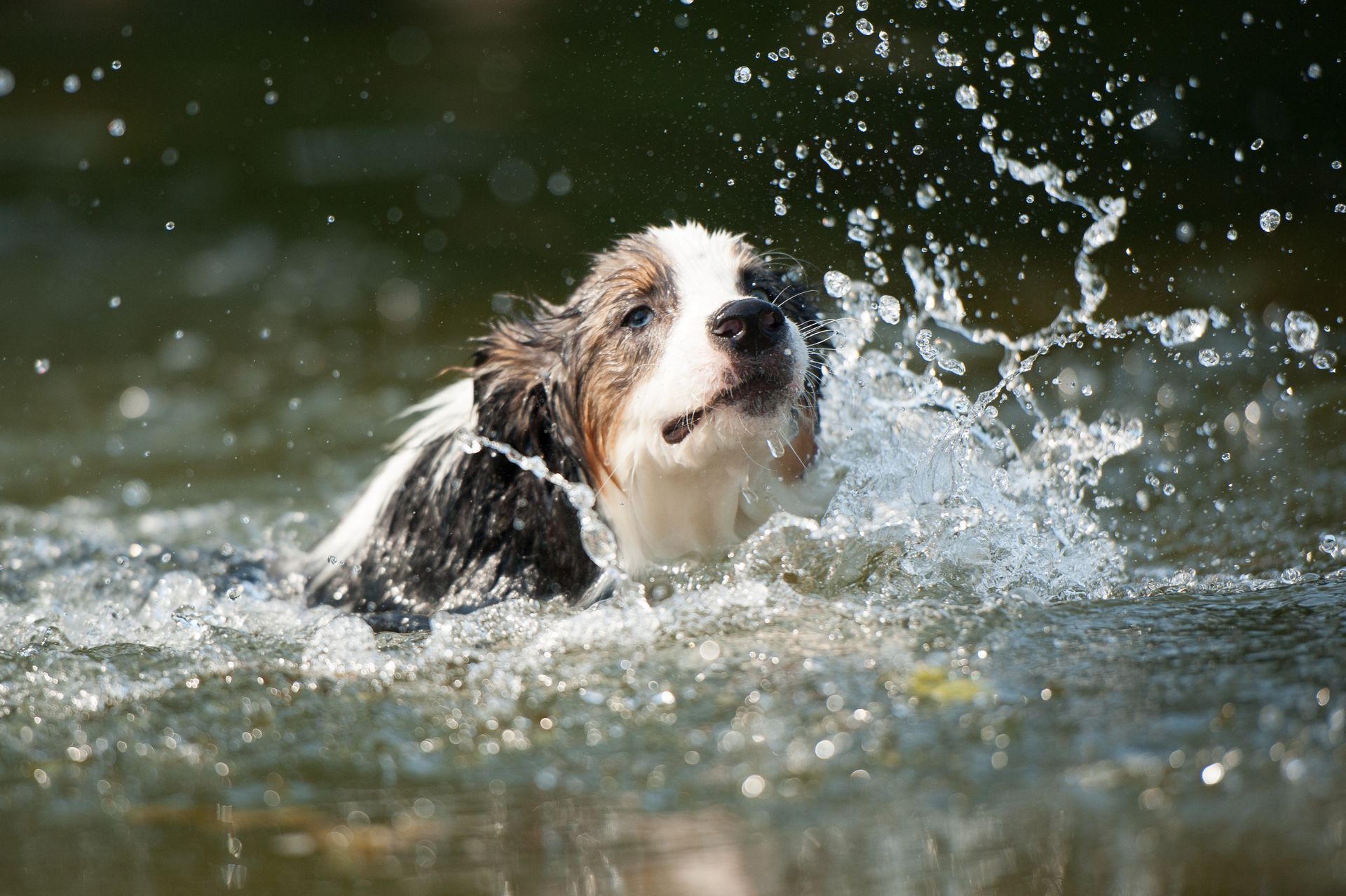 Ein braun-weißer Hund schwimmt in einem Gewässer.