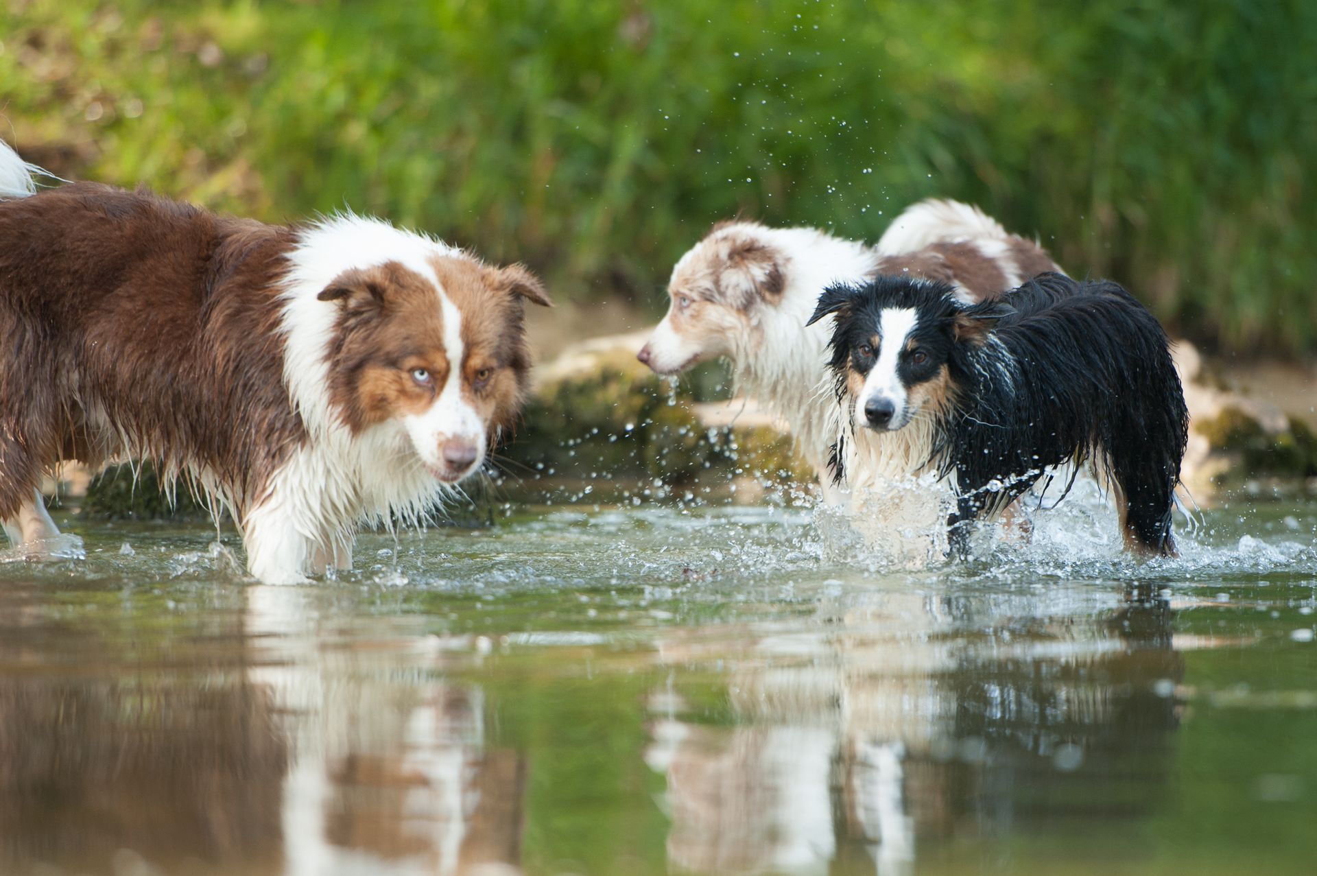 Drei Hunde spielen im Wasser.