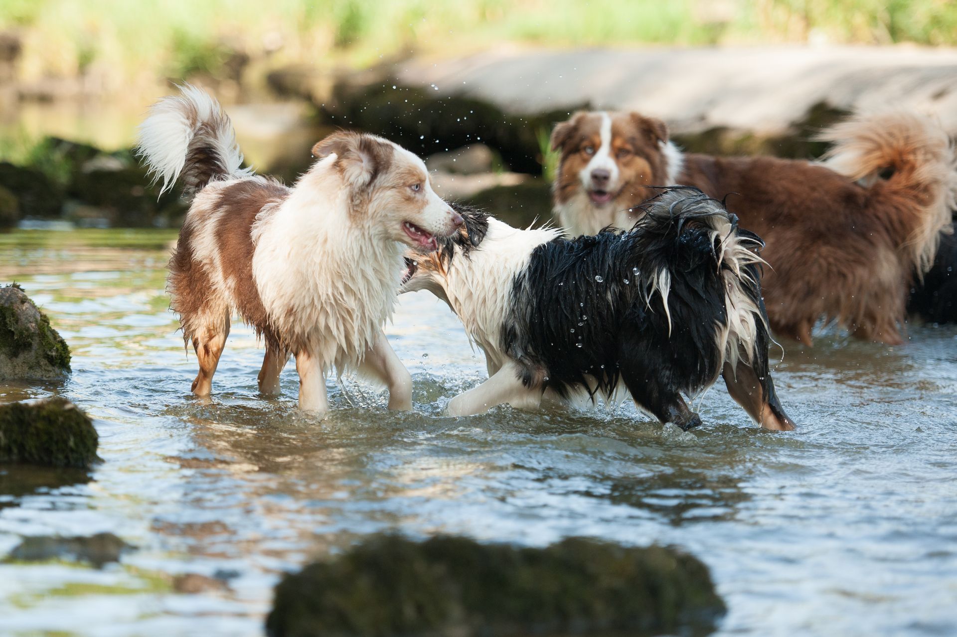 Eine Gruppe Hunde spielt im Wasser.