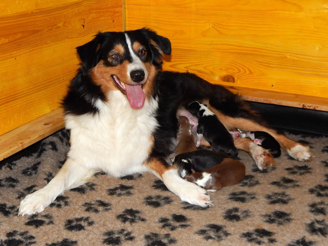 Ein Hund liegt neben zwei Welpen auf einem Teppich