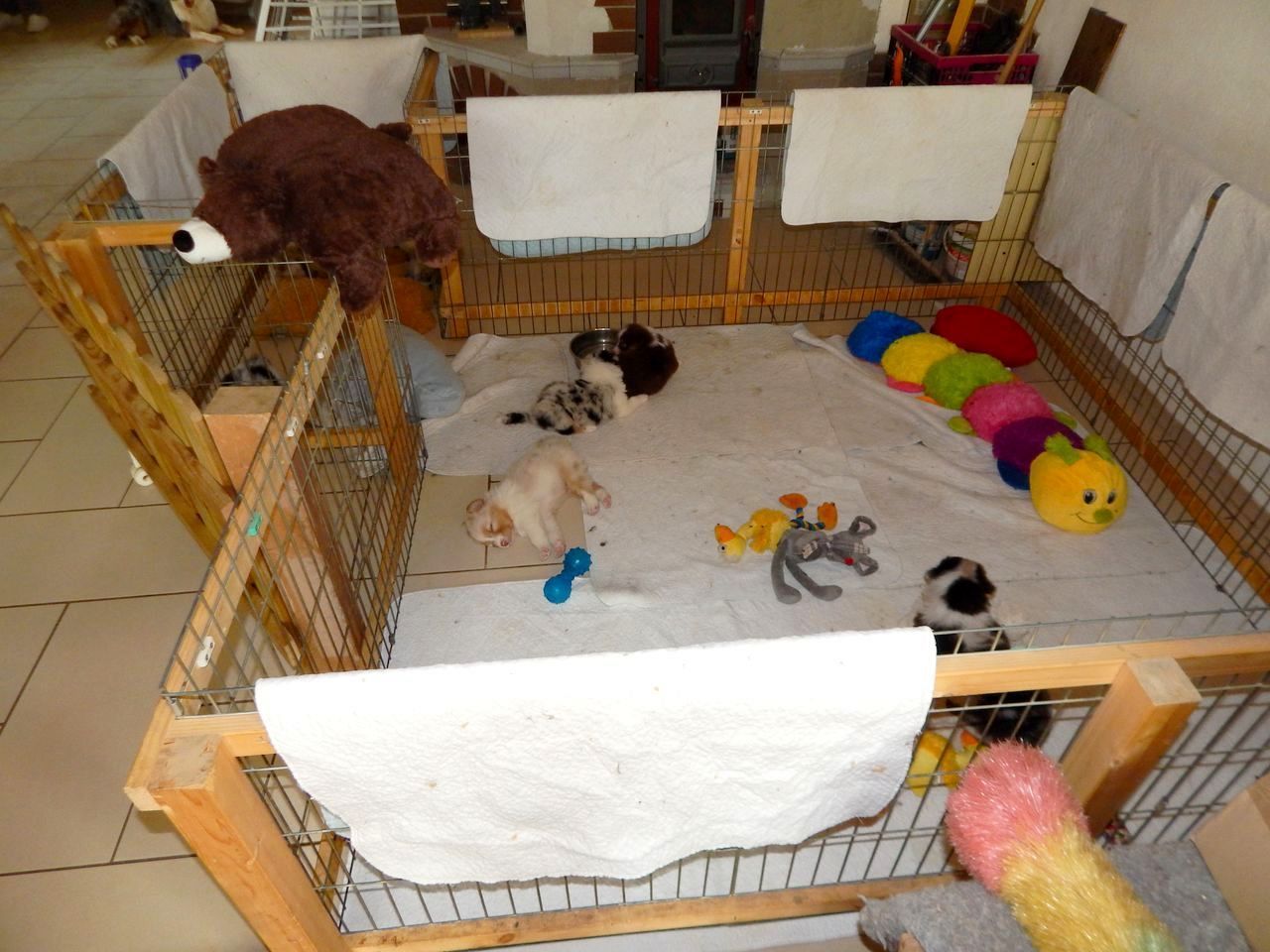 Eine Menge ausgestopfter Tiere sind in einem eingezäunten Bereich