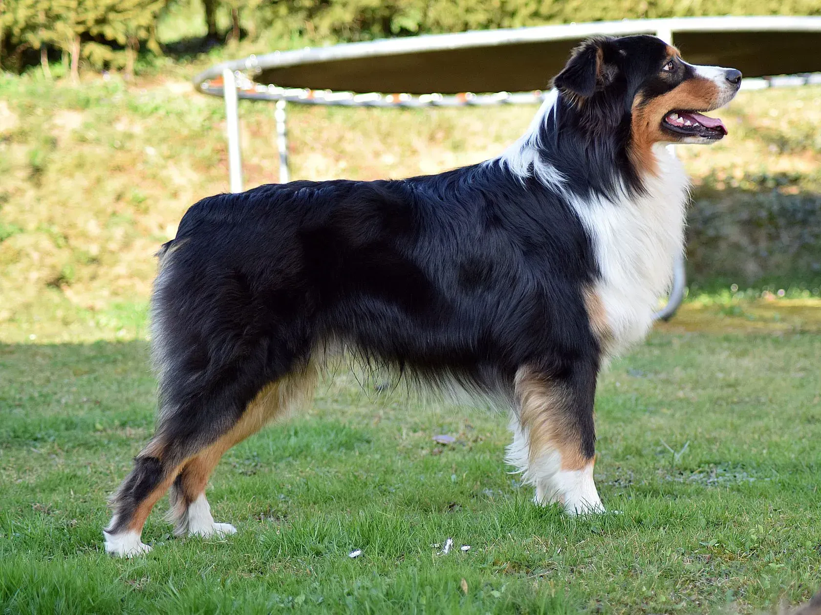 Ein schwarz-weiß-brauner Hund steht im Gras vor einem Trampolin.