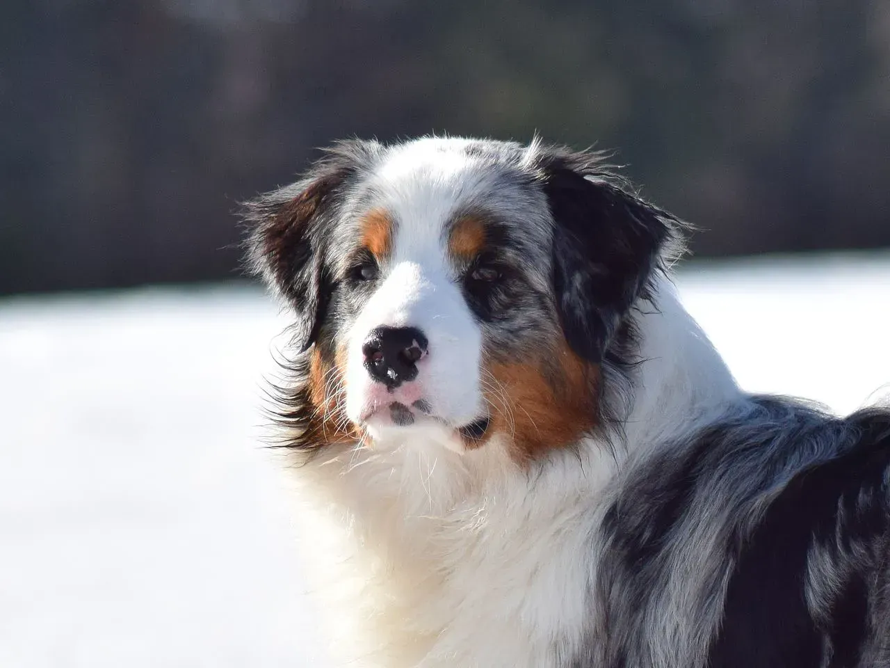 Eine Nahaufnahme eines Hundes, der im Schnee steht und in die Kamera schaut.