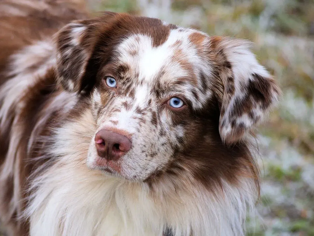 Ein braun-weißer Hund mit blauen Augen schaut in die Kamera.
