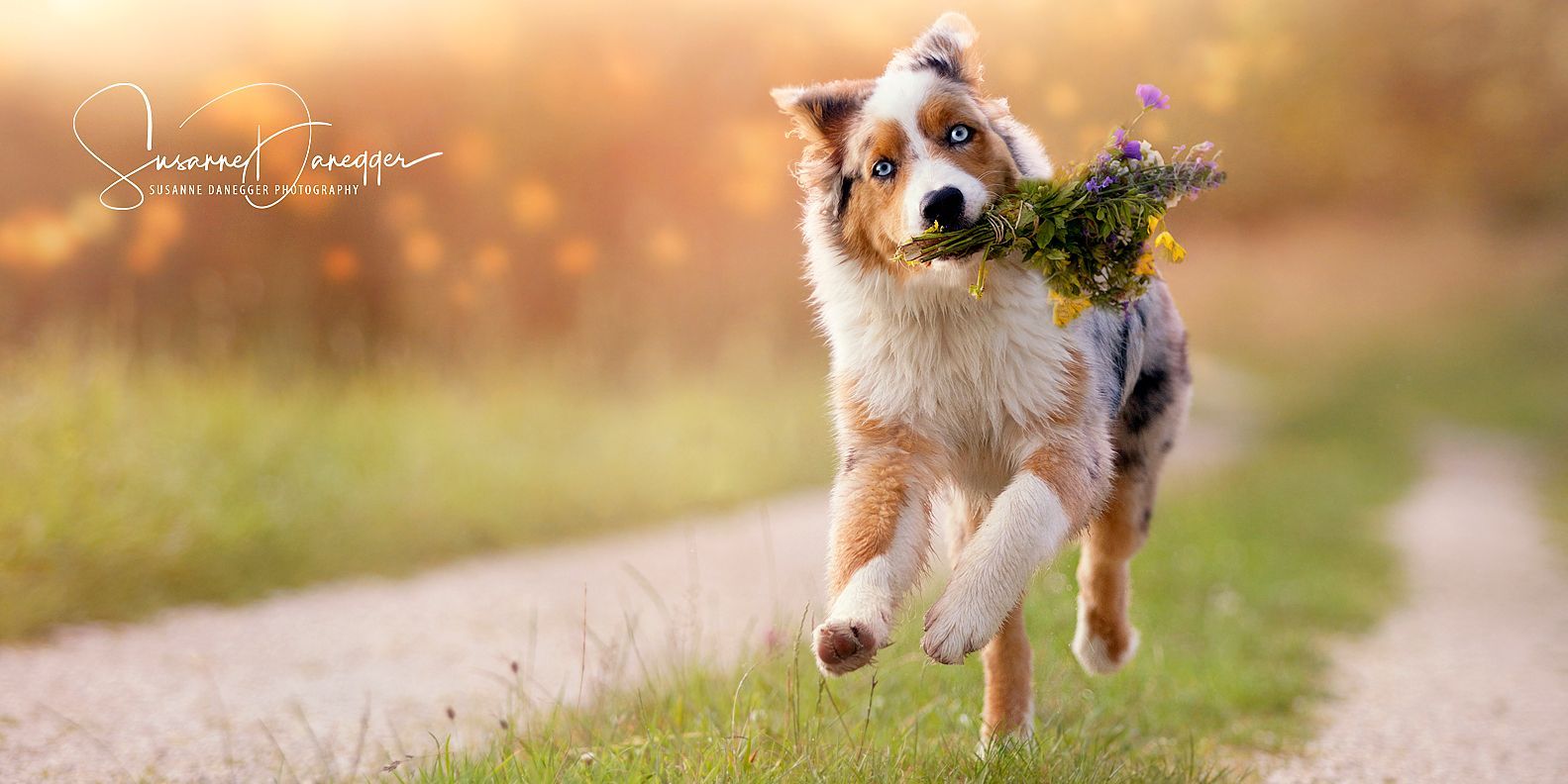 Ein Hund rennt mit Blumen im Maul einen Feldweg entlang.