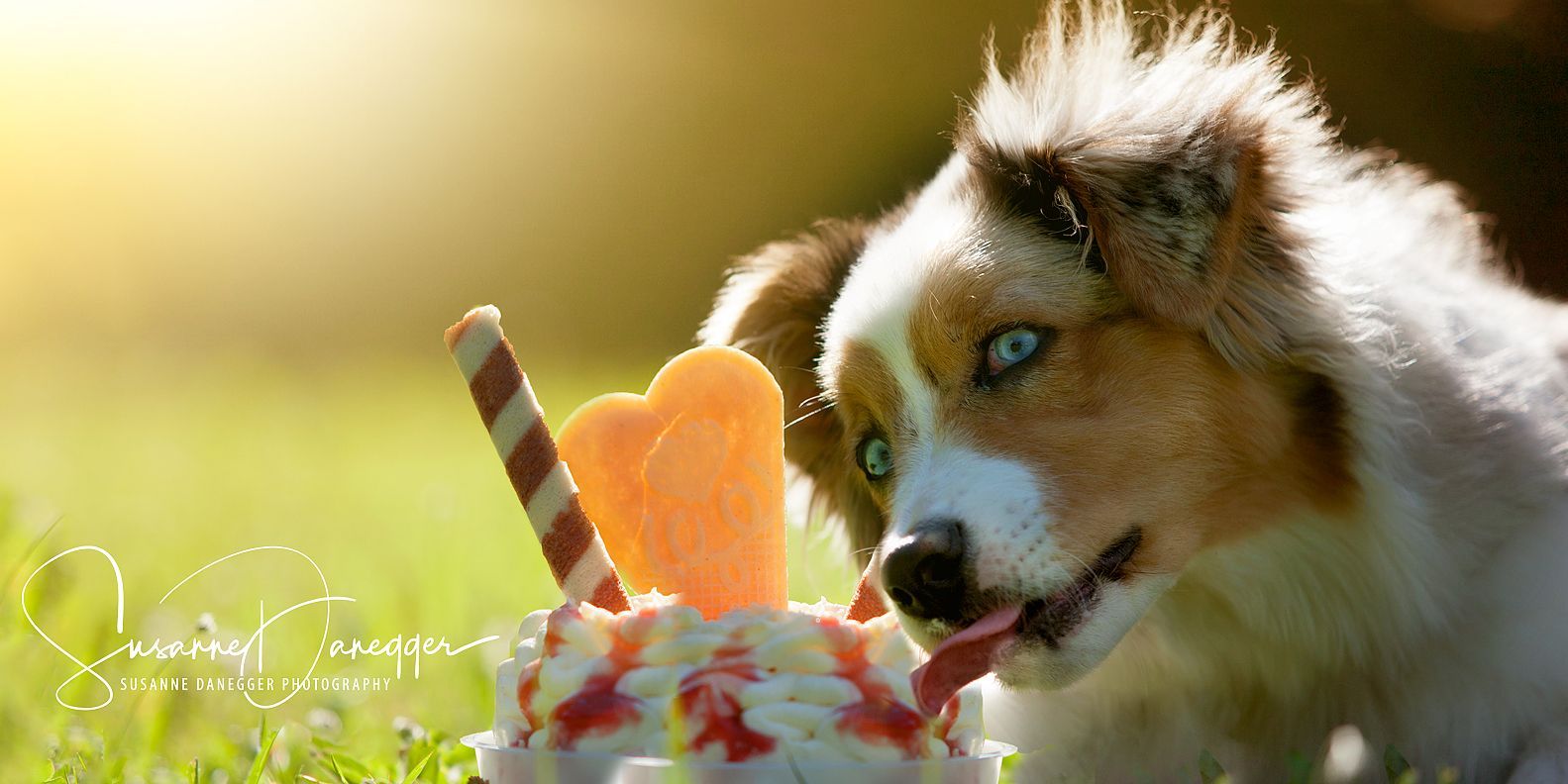 Ein braun-weißer Hund leckt an einer Eistüte.