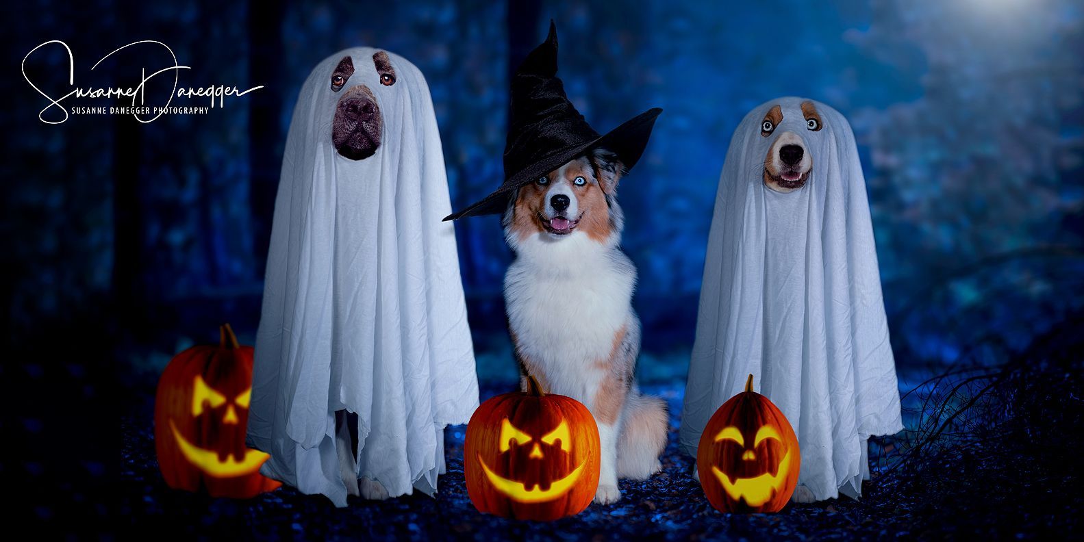 Ein Hund mit Hexenhut sitzt neben zwei Geistern und Kürbissen.