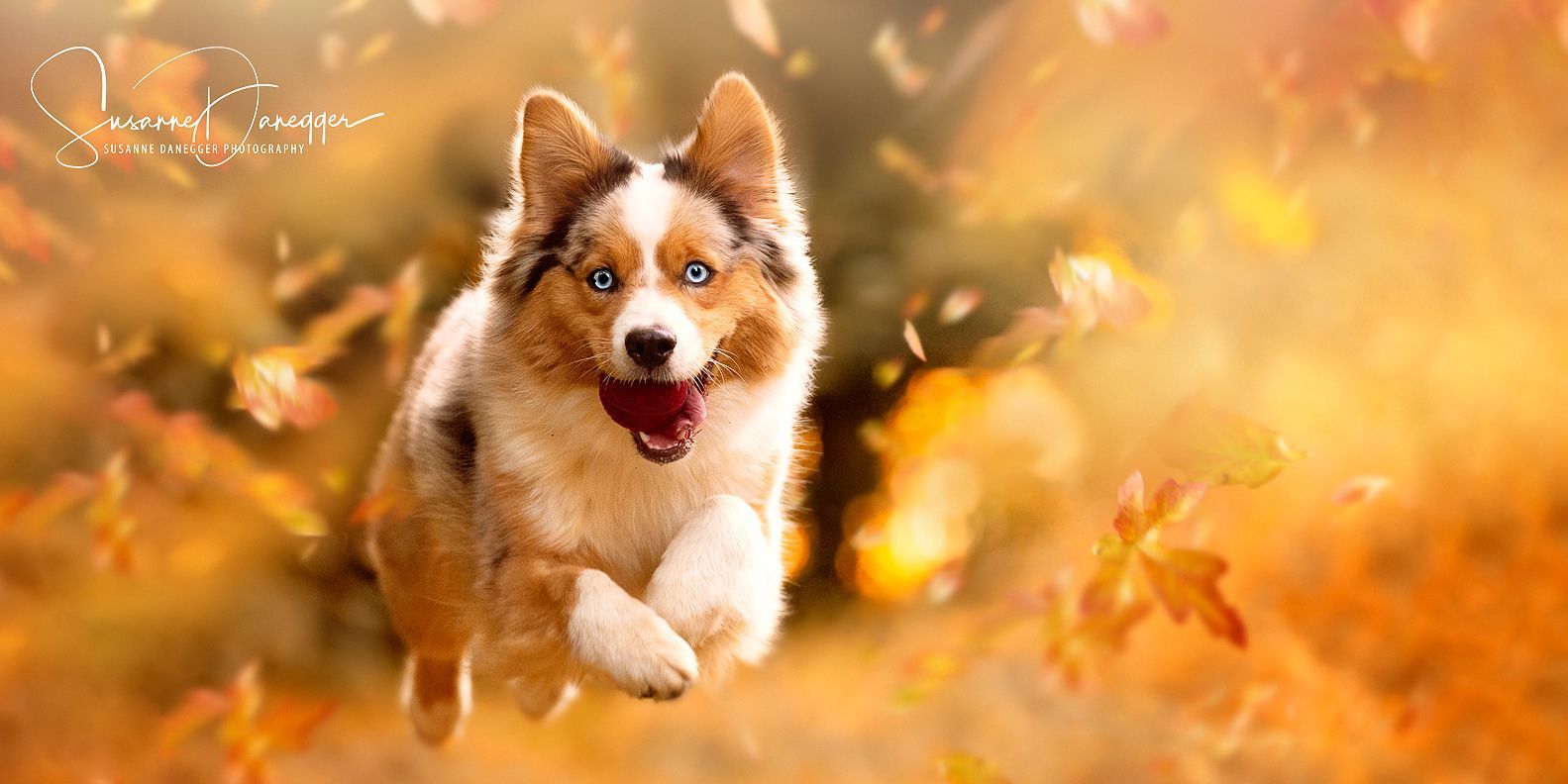 Ein braun-weißer Hund rennt durch ein Blätterfeld.