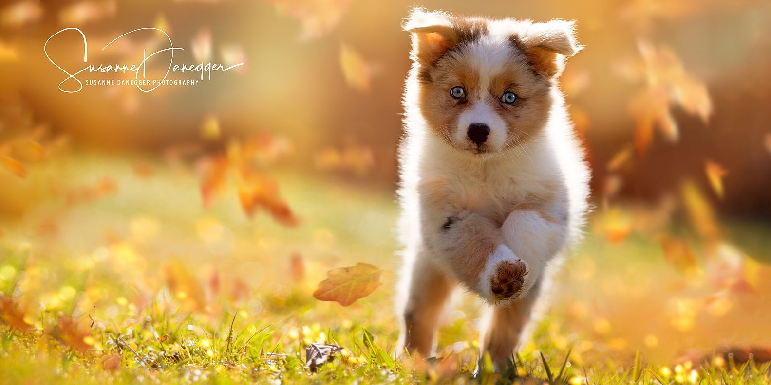 Ein Welpe rennt durch ein Blätterfeld.