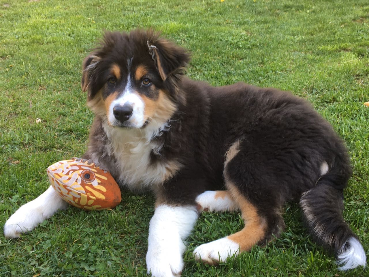 Ein Welpe liegt im Gras und hält einen Fußball.