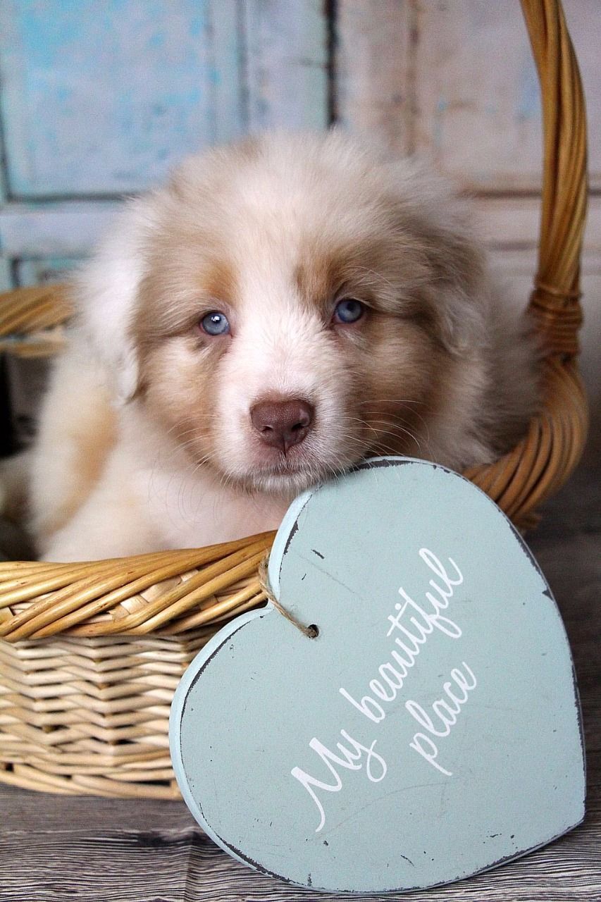 Ein braun-weißer Welpe sitzt in einem Weidenkorb neben einem Herz.