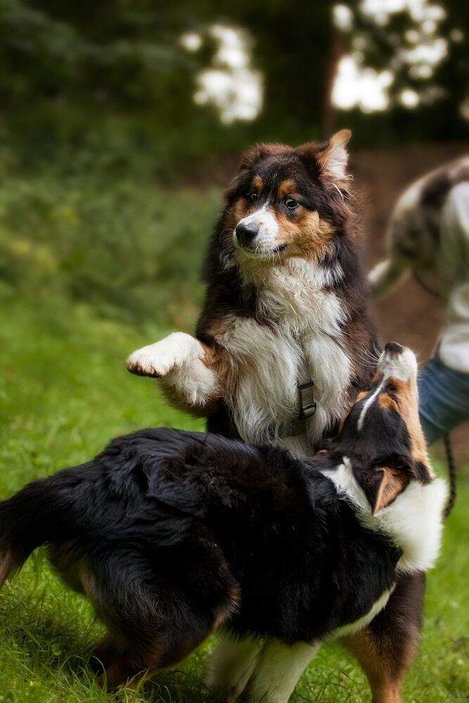 Zwei Hunde spielen miteinander im Gras.