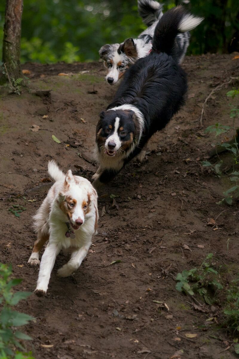 Eine Gruppe Hunde rennt einen Feldweg entlang.