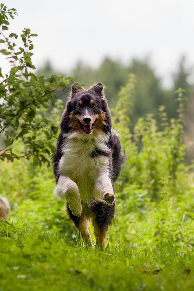 Ein Collie springt auf einem Feld in die Luft.