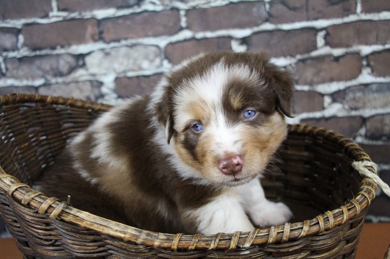 Ein braun-weißer Welpe sitzt in einem Weidenkorb.