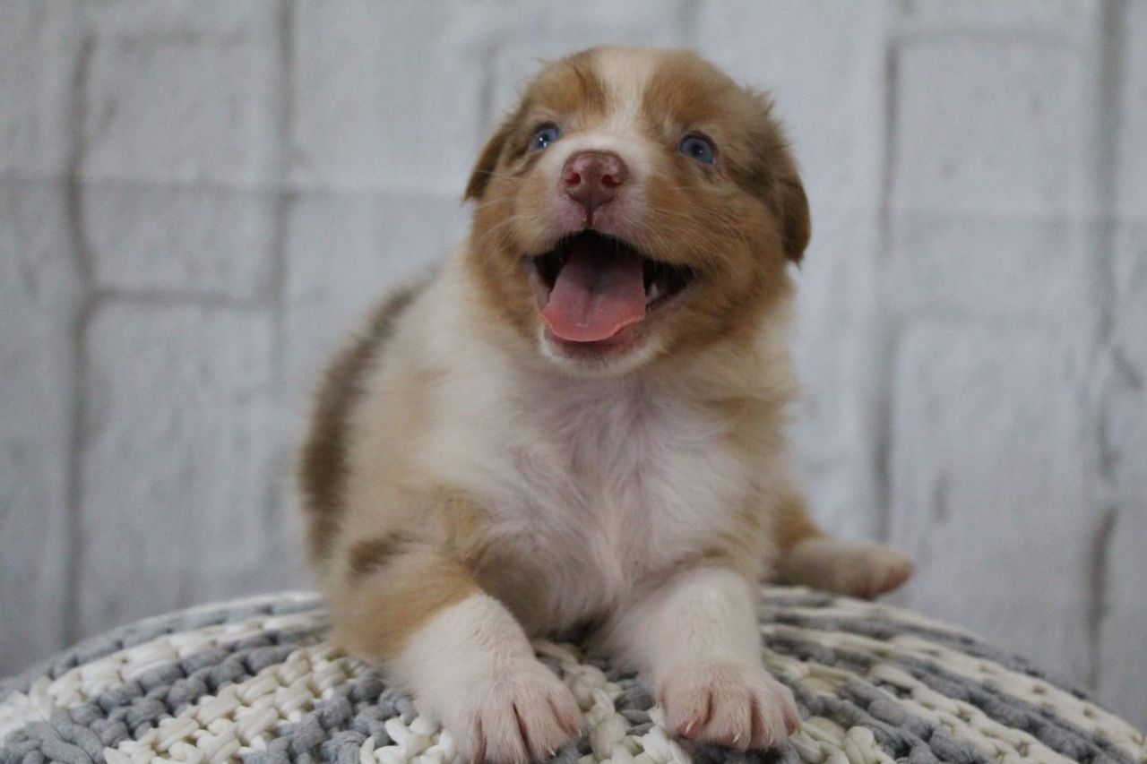 Ein braun-weißer Welpe sitzt mit heraushängender Zunge auf einer Decke.