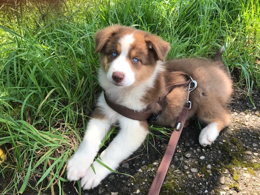 Ein braun-weißer Welpe liegt an der Leine im Gras.