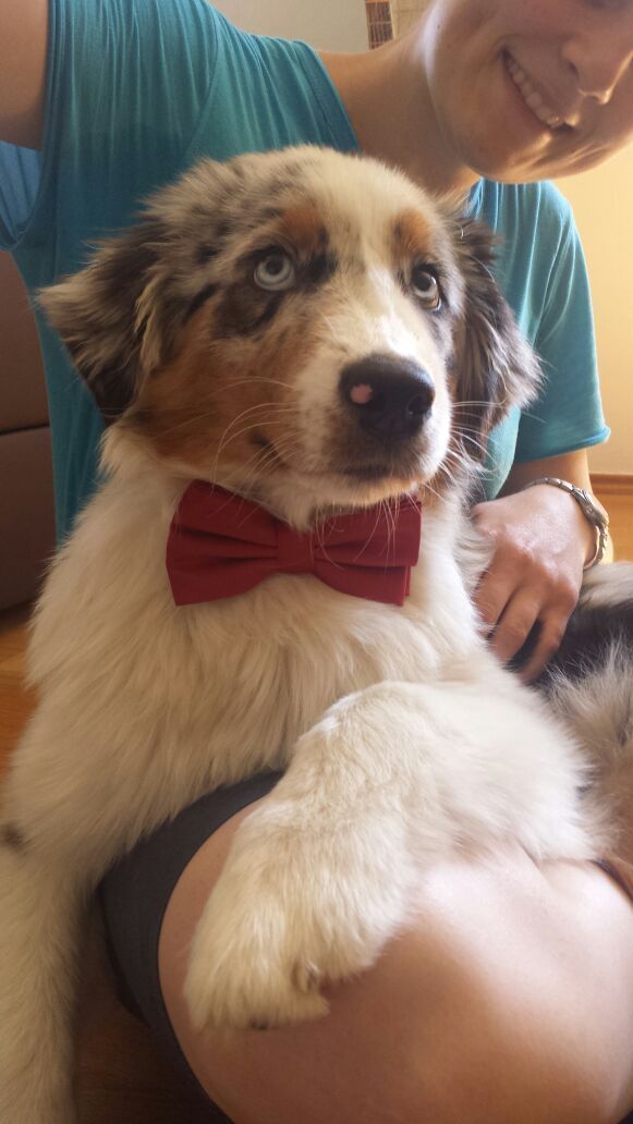 Eine Frau hält einen Welpen mit einer roten Fliege.