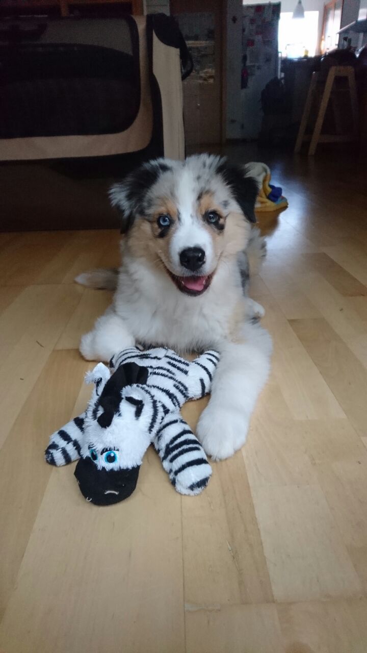 Ein Welpe liegt neben einem ausgestopften Zebra auf dem Boden.