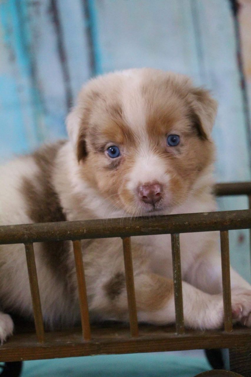 Ein braun-weißer Welpe liegt in einer Holzkiste.