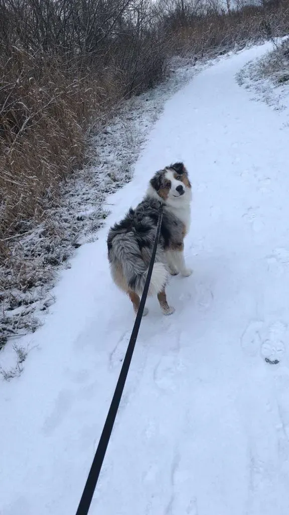 Ein Hund läuft an der Leine im Schnee.