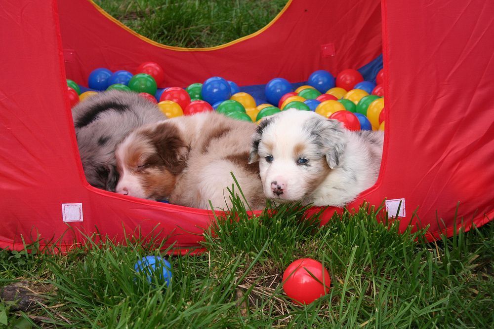Eine Gruppe Welpen liegt in einem Bällebad.