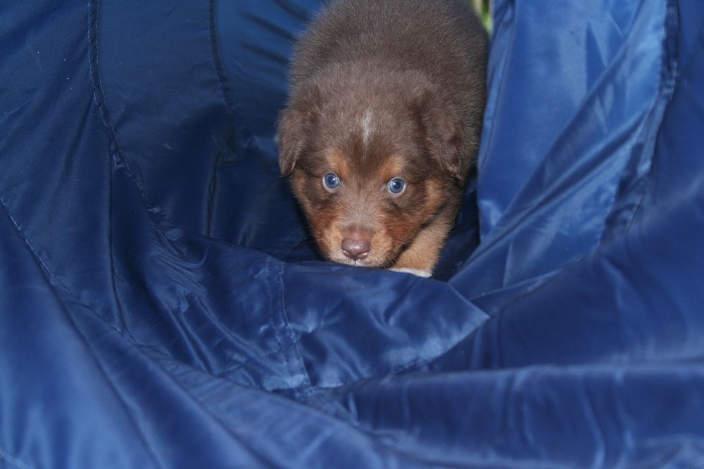 Ein brauner Welpe schaut aus einem blauen Tunnel.
