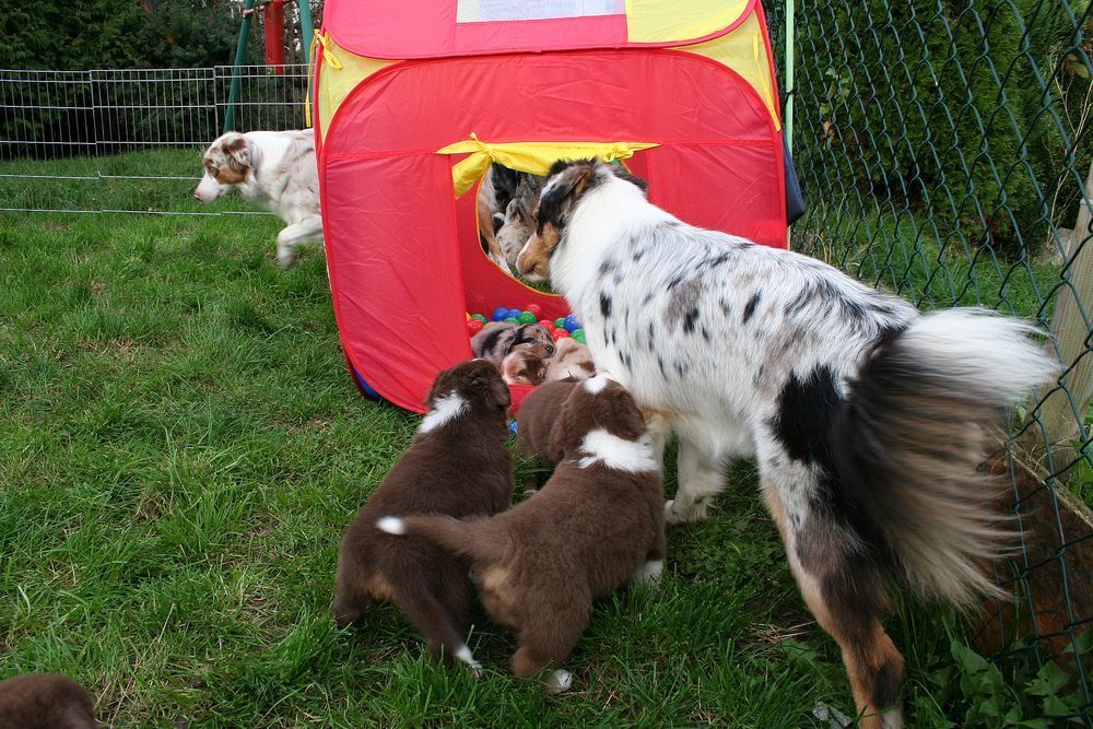Eine Gruppe Hunde spielt in einem Zelt im Gras.