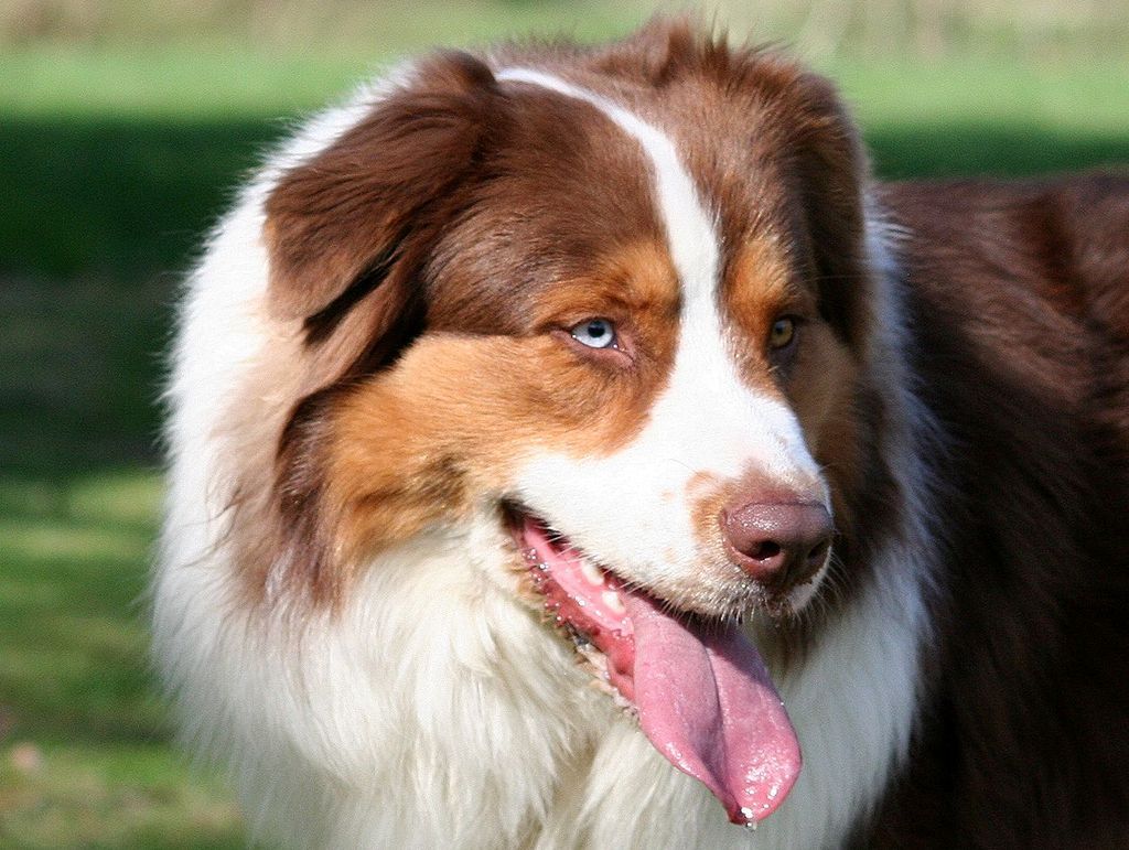 Eine Nahaufnahme eines braun-weißen Hundes mit heraushängender Zunge.