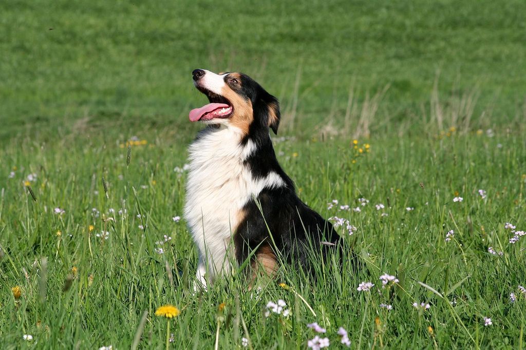 Ein schwarz-weißer Hund sitzt auf einer Wiese.