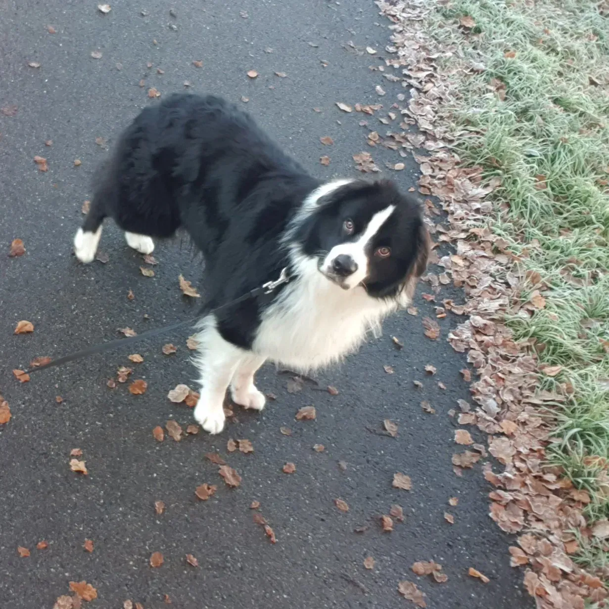 Ein schwarz-weißer Hund, der auf einem Bürgersteig steht