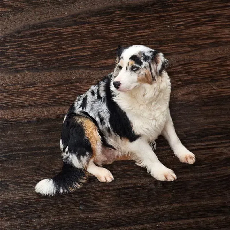 Ein schwarz-weißer Hund sitzt auf einem Holzboden