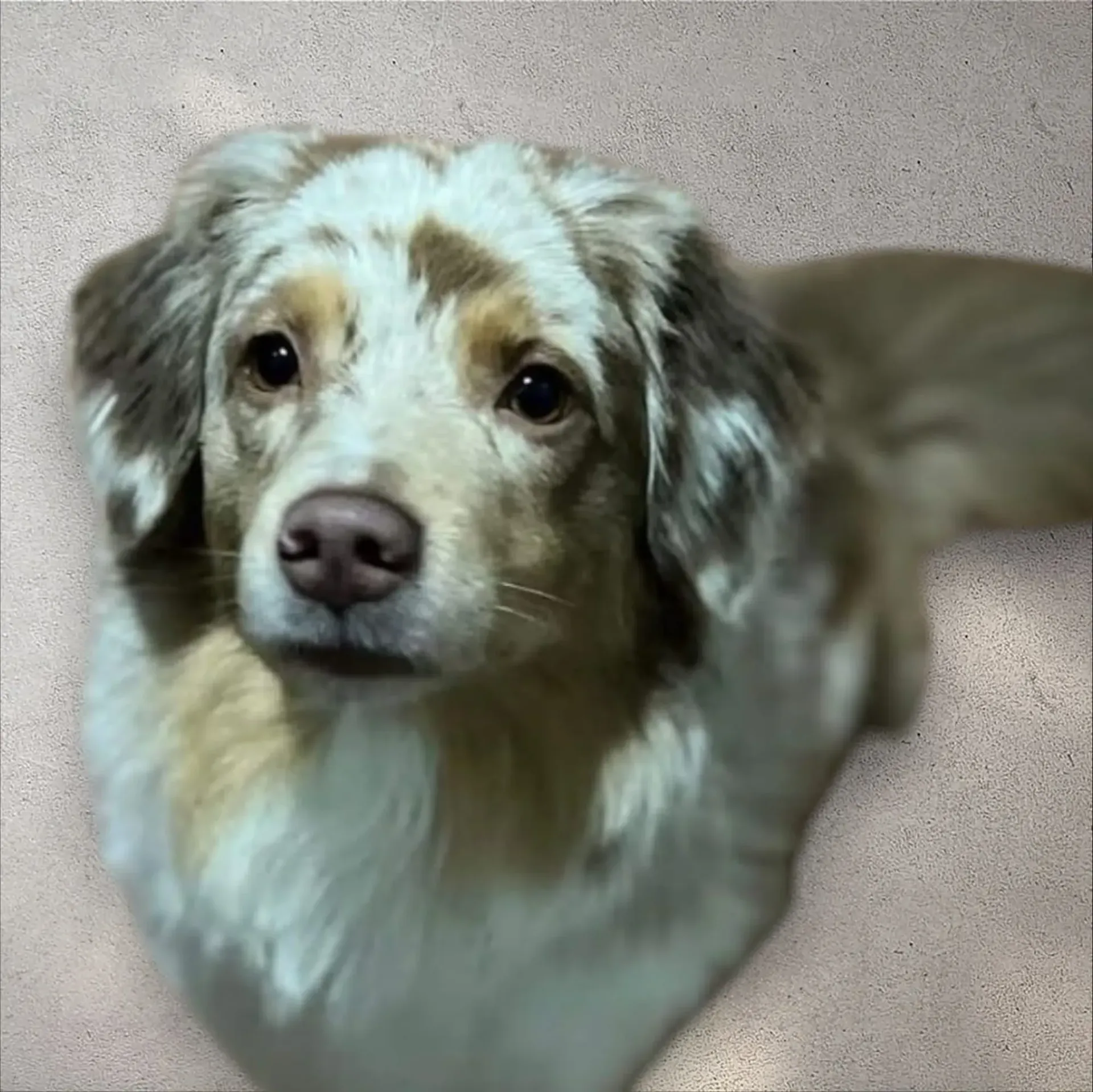 Ein braun-weißer Hund liegt da und schaut in die Kamera