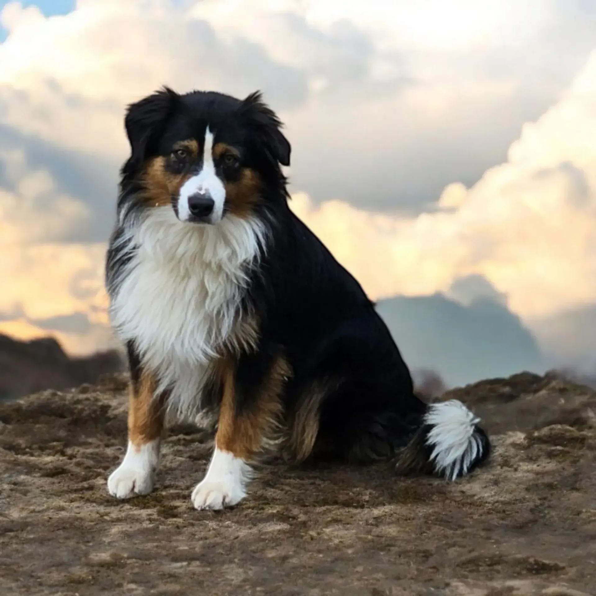Ein schwarz-braun-weißer Hund sitzt auf einem Felsen