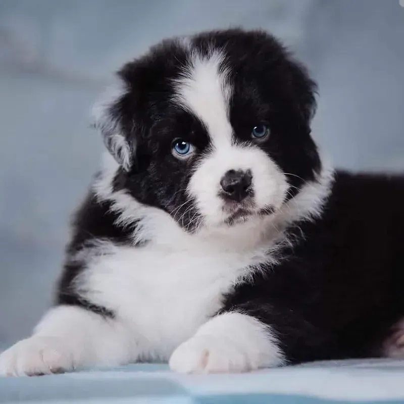Ein schwarz-weißer Welpe mit blauen Augen liegt auf einem Bett.
