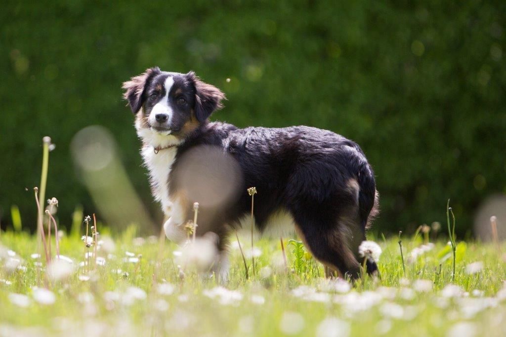 Ein schwarz-weißer Hund steht auf einer Blumenwiese.