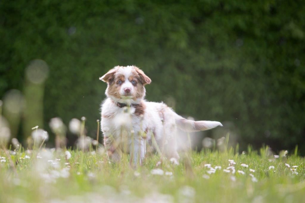 Ein braun-weißer Welpe steht auf einer Blumenwiese.