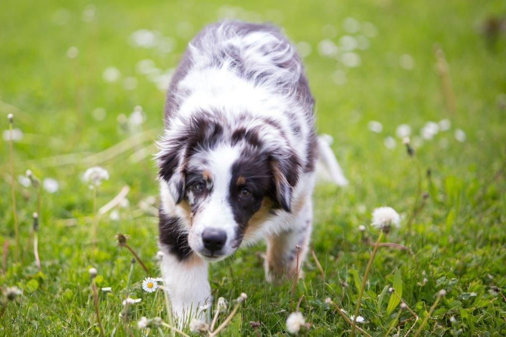 Ein schwarz-weißer Welpe läuft im Gras.