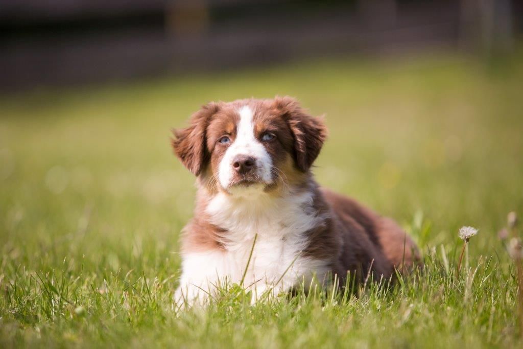 Ein braun-weißer Welpe liegt im Gras.