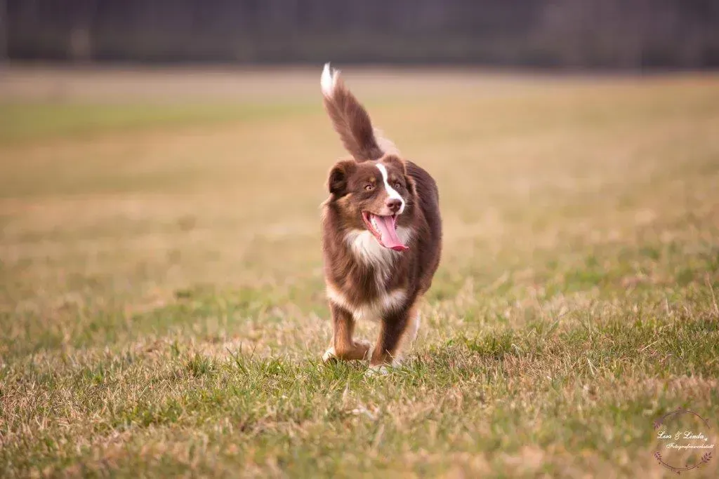 Ein braun-weißer Hund läuft auf einem Feld.