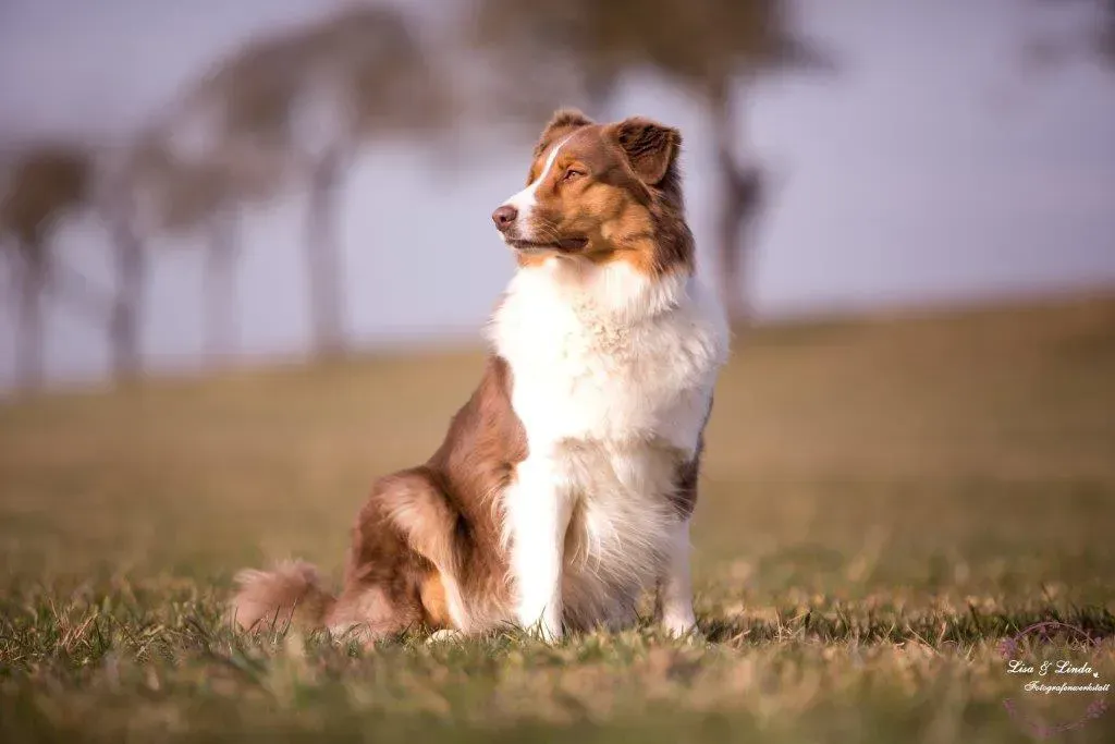 Ein braun-weißer Hund sitzt im Gras auf einem Feld.
