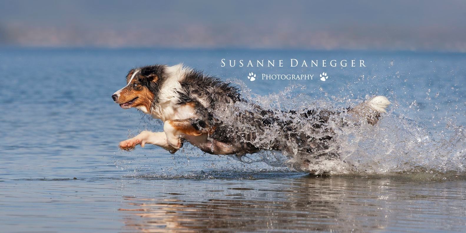 Ein Hund rennt im Wasser an einem Strand.