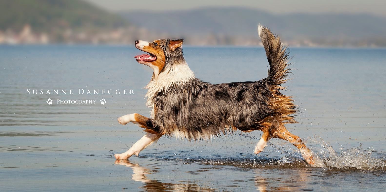 Ein Hund rennt im Wasser am Strand.