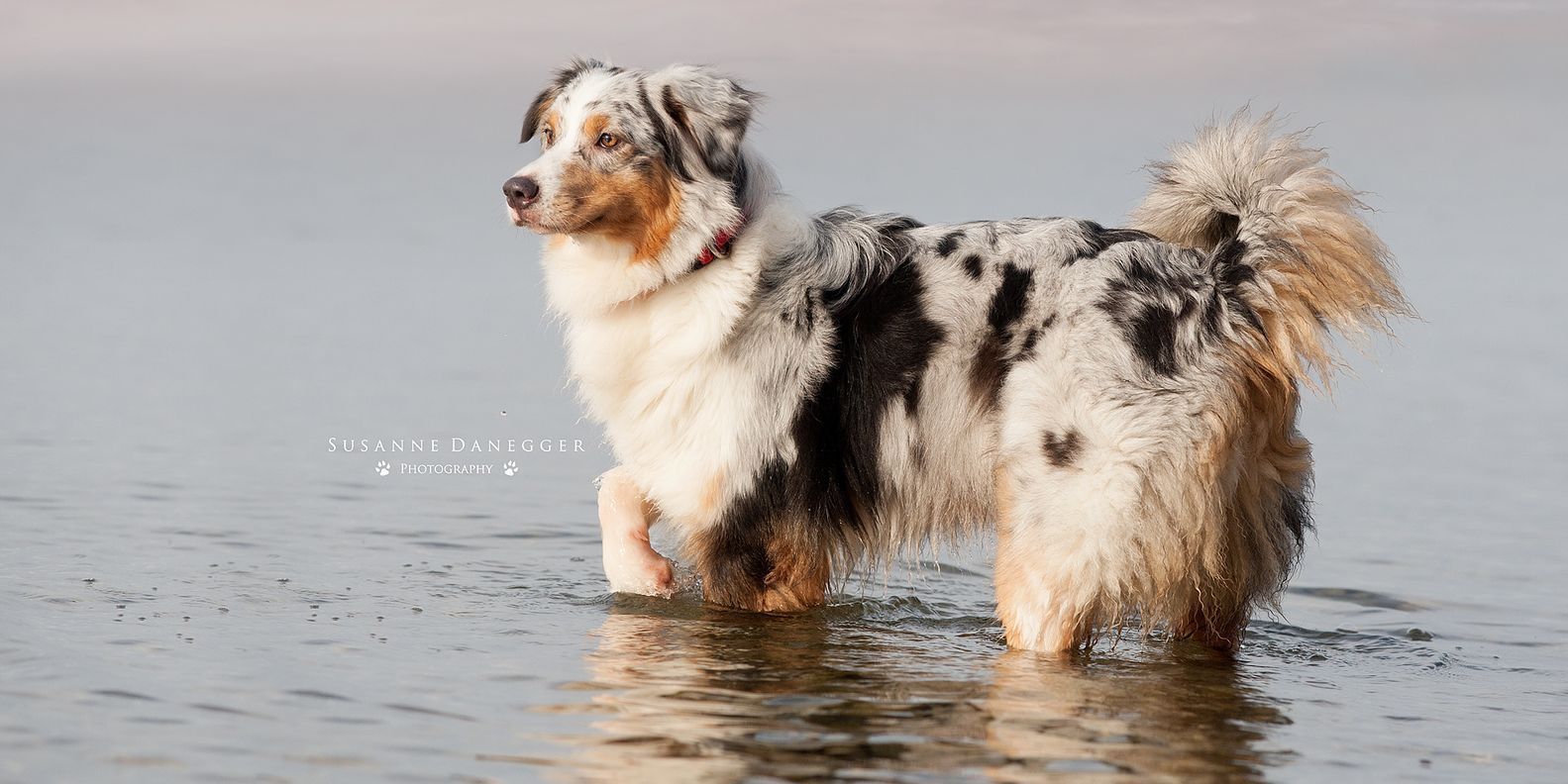 Ein Hund steht im Wasser am Strand.