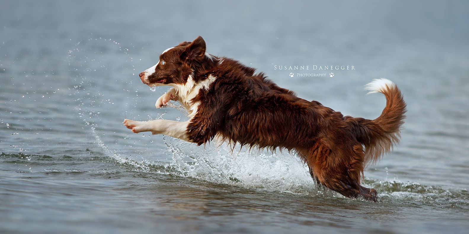 Ein braun-weißer Hund springt ins Wasser.