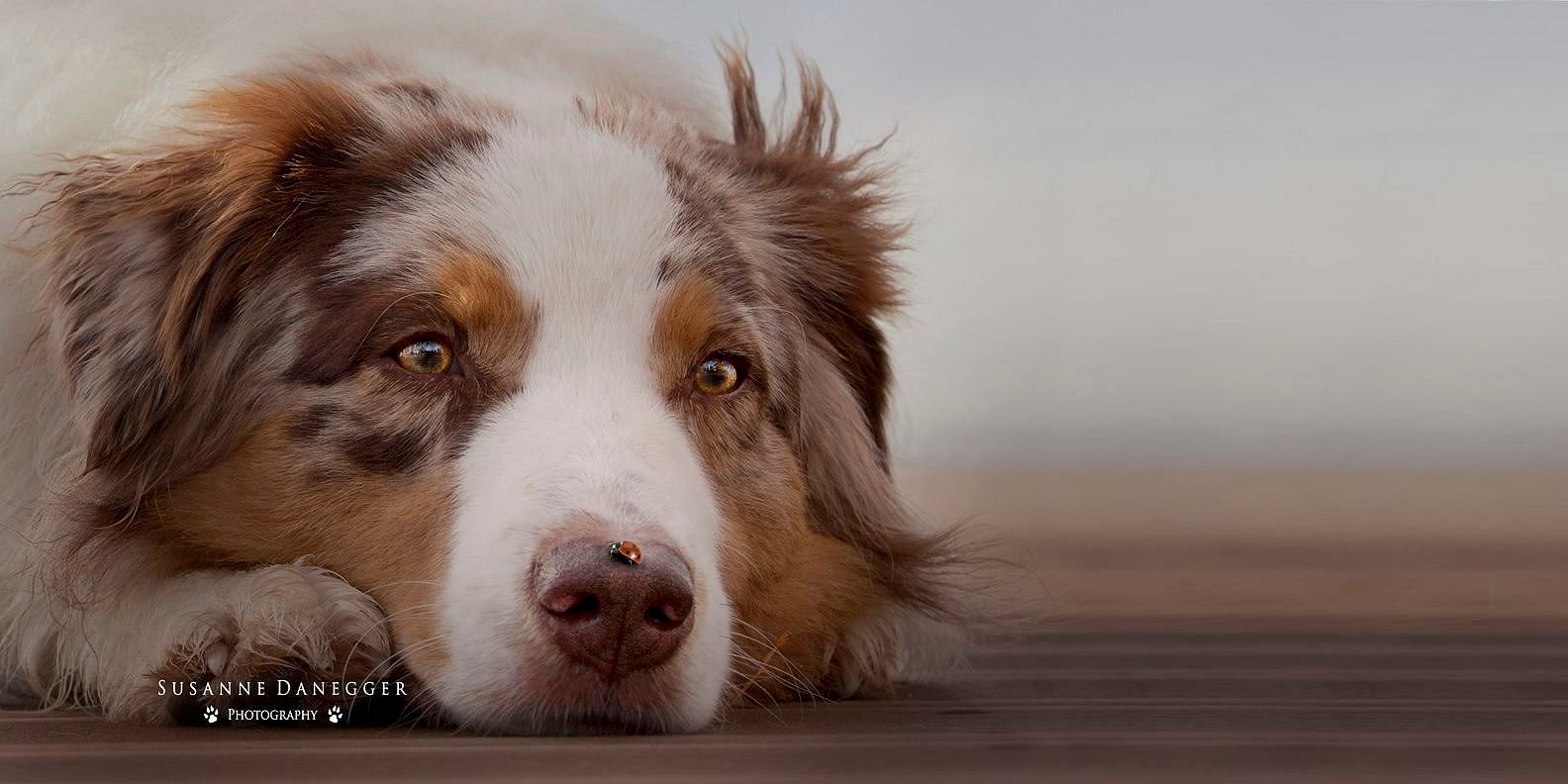 Ein braun-weißer Hund liegt auf dem Boden und schaut in die Kamera.