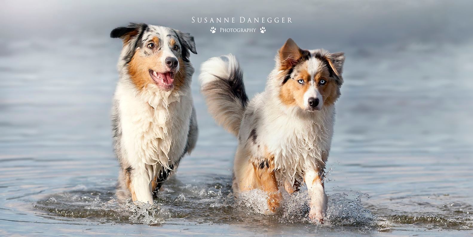 Zwei Hunde rennen im Wasser.