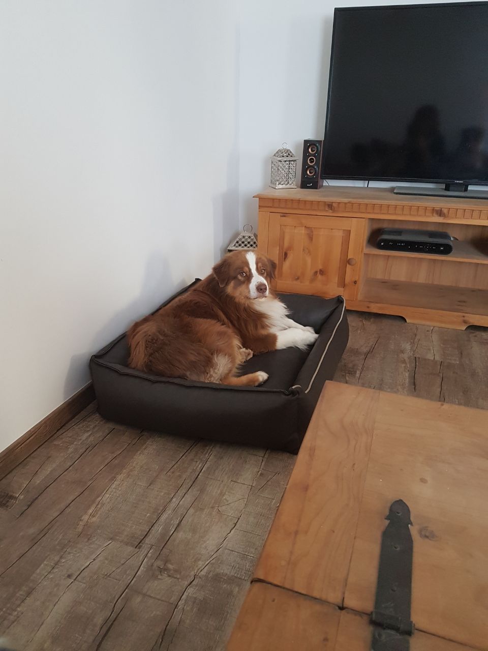 Ein Hund liegt auf einem Hundebett in einem Wohnzimmer.